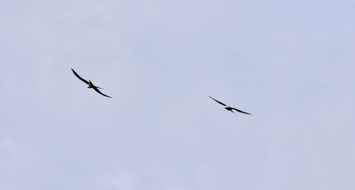 Swallow-tailed Kite - ML603529341