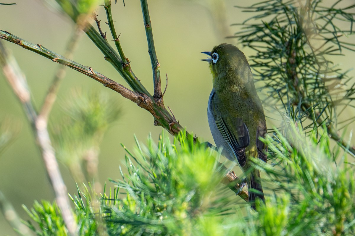 Cape White-eye - ML603530231
