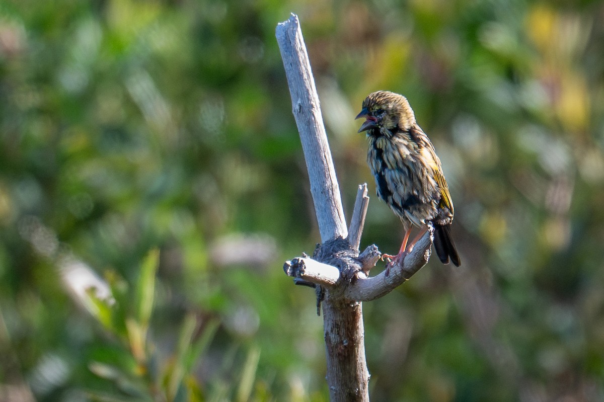 Yellow Bishop - ML603530331