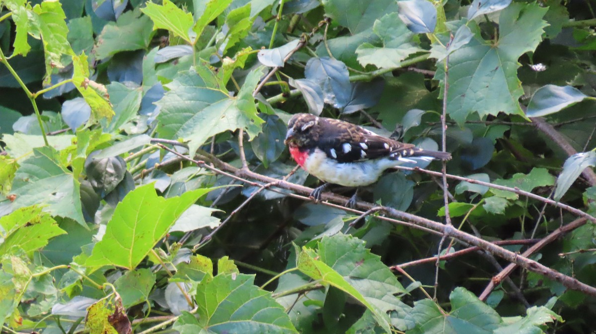 Rose-breasted Grosbeak - ML603531141