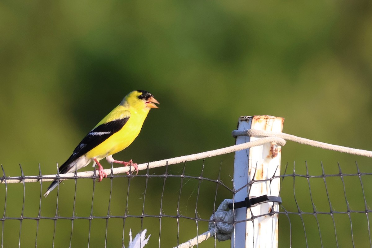 American Goldfinch - ML603531161