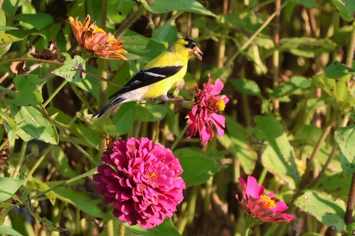 American Goldfinch - Tricia Vesely