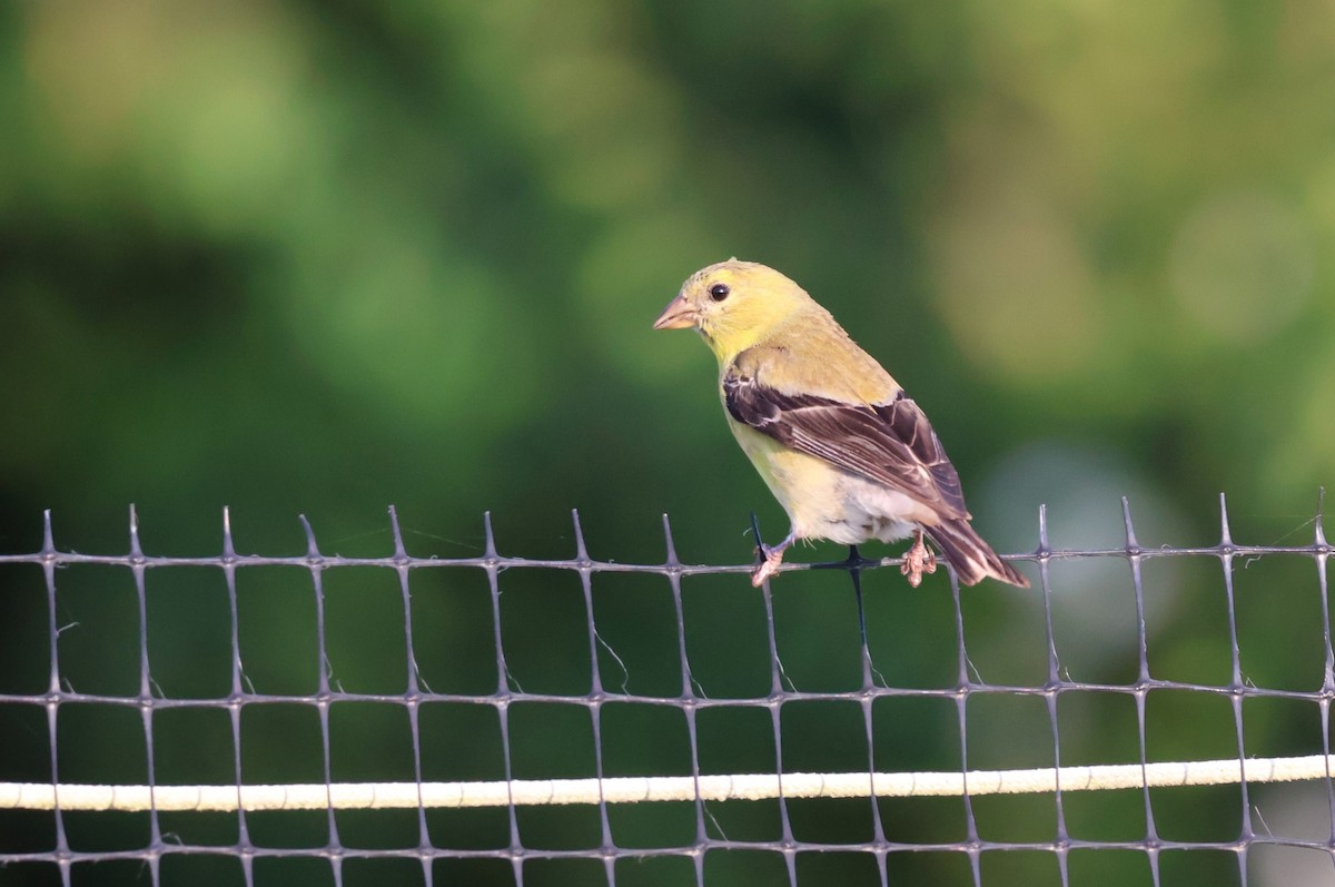 American Goldfinch - ML603531191