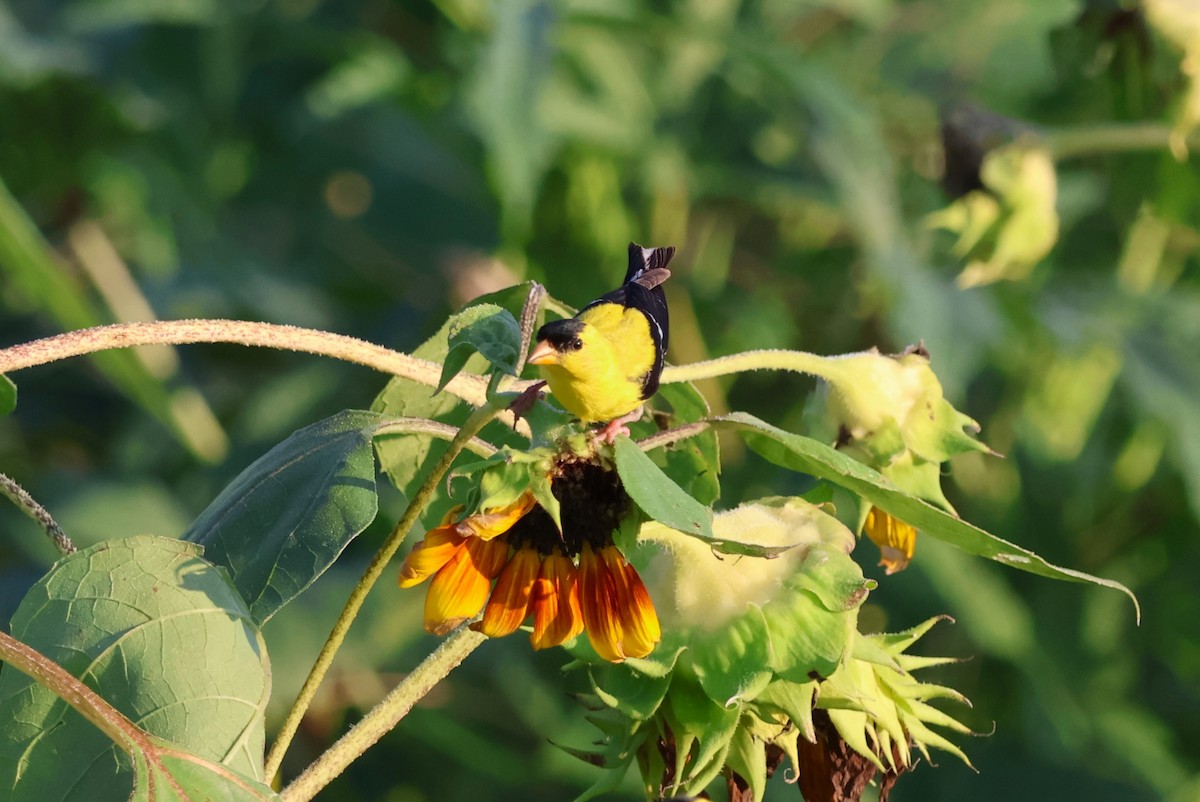 American Goldfinch - ML603531211