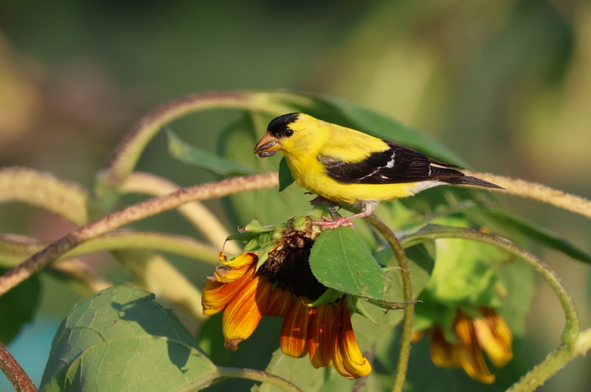 American Goldfinch - ML603531231