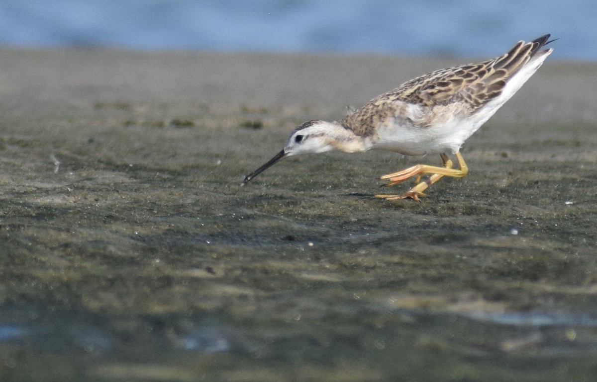 Wilson's Phalarope - Kristen Johnson