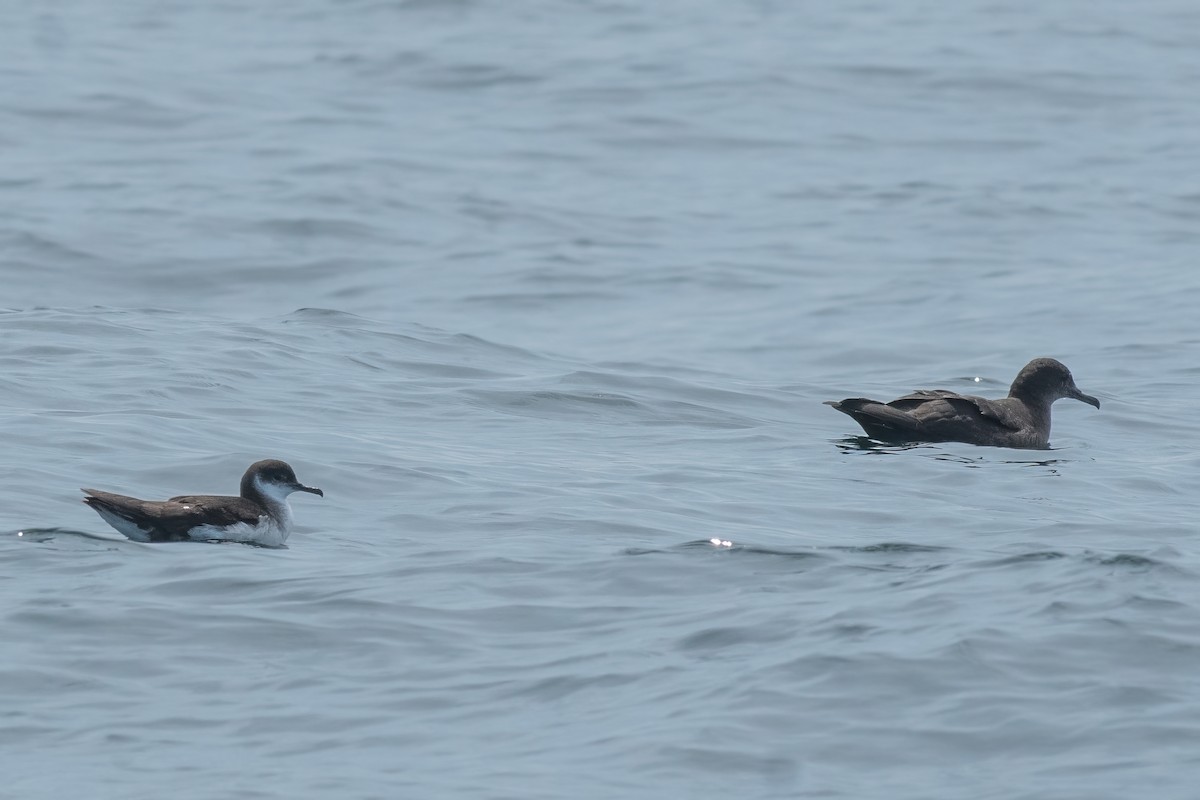 Manx Shearwater - ML603531701