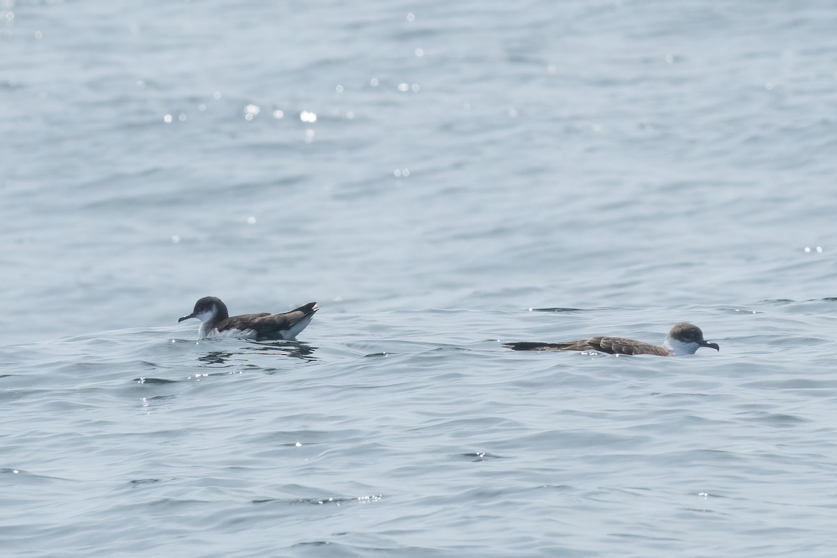 Manx Shearwater - ML603531721