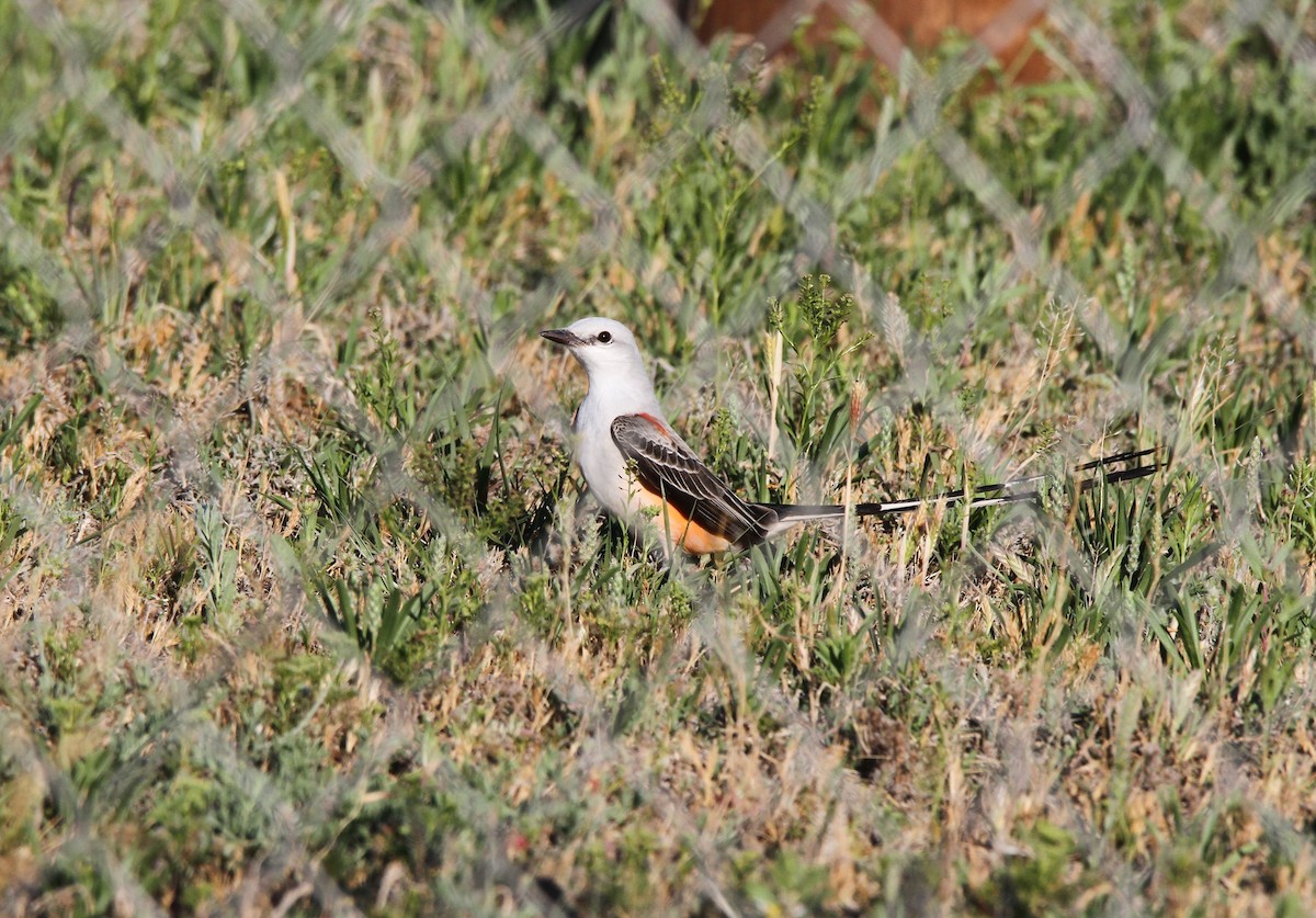 Scissor-tailed Flycatcher - ML603531811