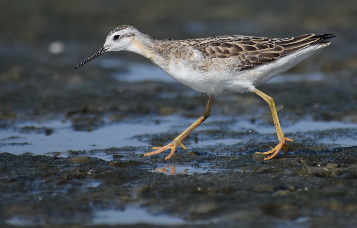 Wilson's Phalarope - Kristen Johnson