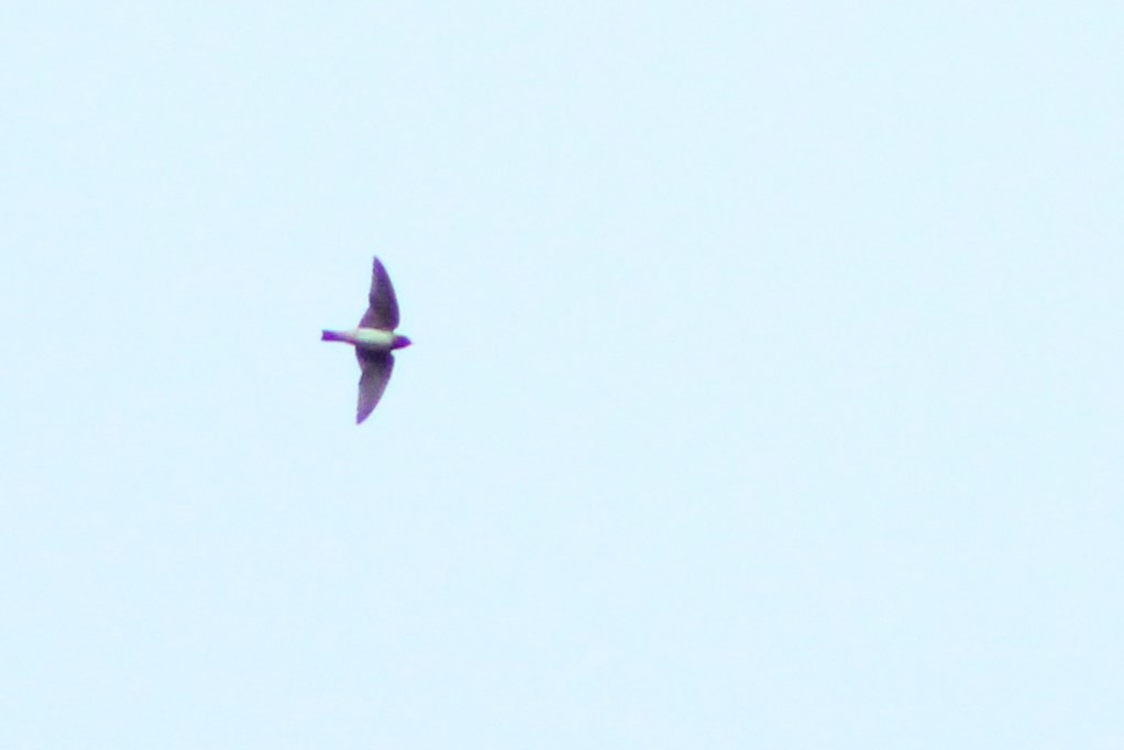 Cliff Swallow - ML603532311