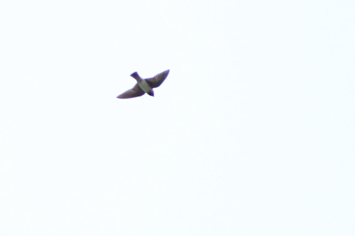 Cliff Swallow - ML603532351