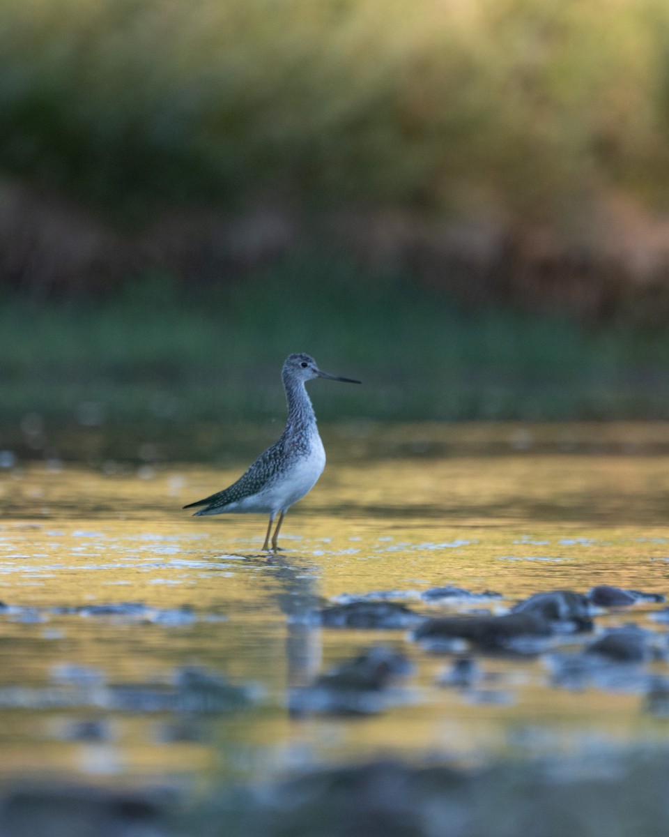 Greater Yellowlegs - ML603532621