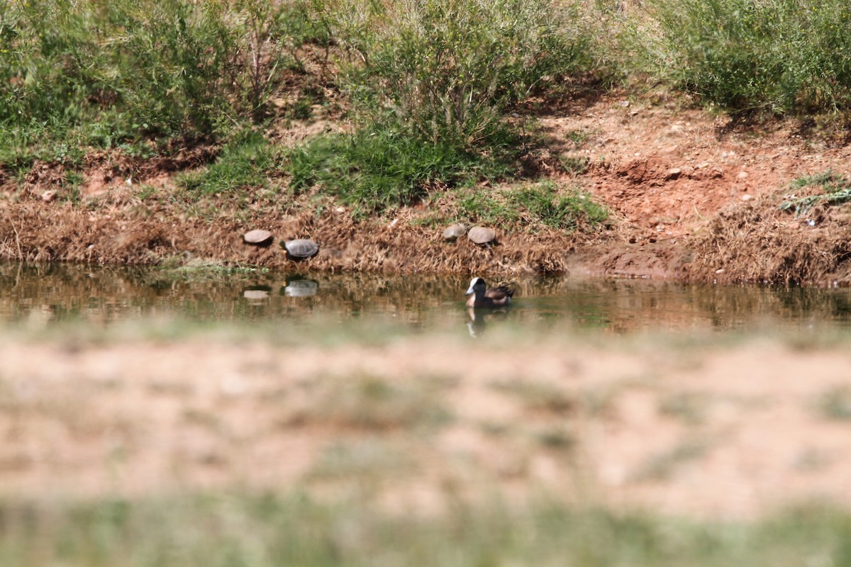 American Wigeon - ML603534911