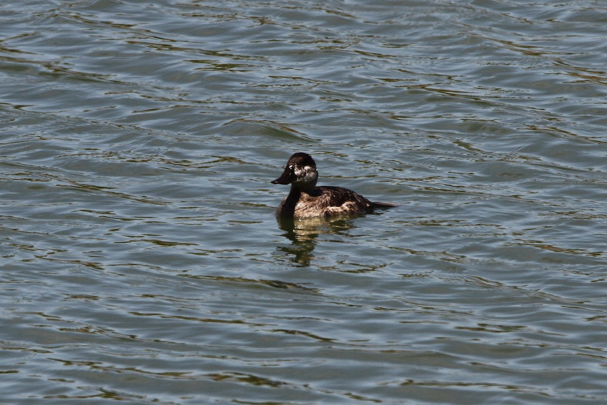 Ruddy Duck - ML603535191