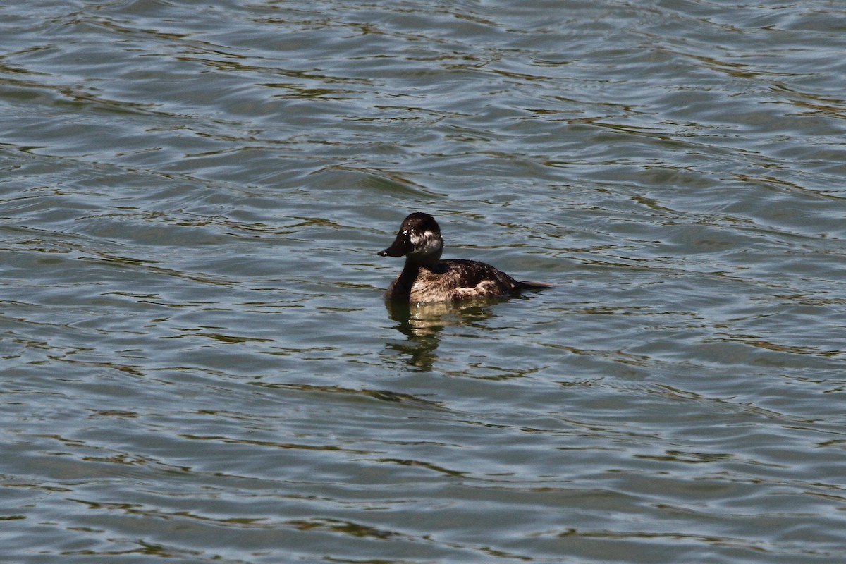 Ruddy Duck - Kendall Watkins