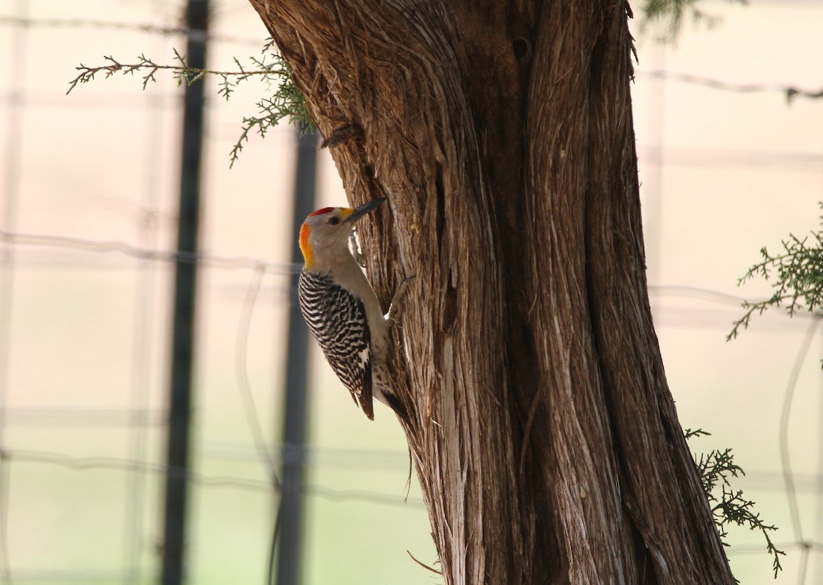 Golden-fronted Woodpecker - ML603535571