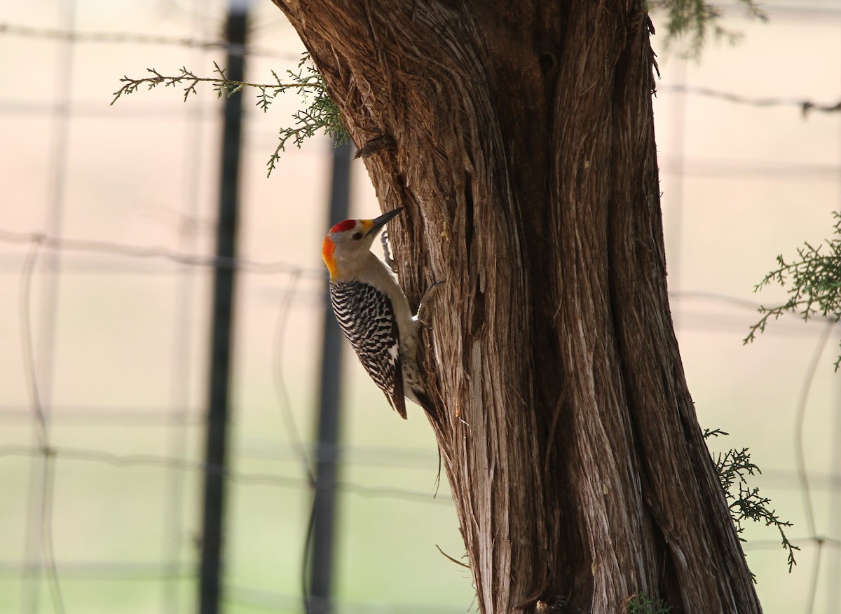 Golden-fronted Woodpecker - ML603535581
