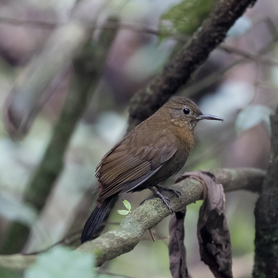 Rufous-breasted Leaftosser (Rufous-breasted) - Silvia Faustino Linhares