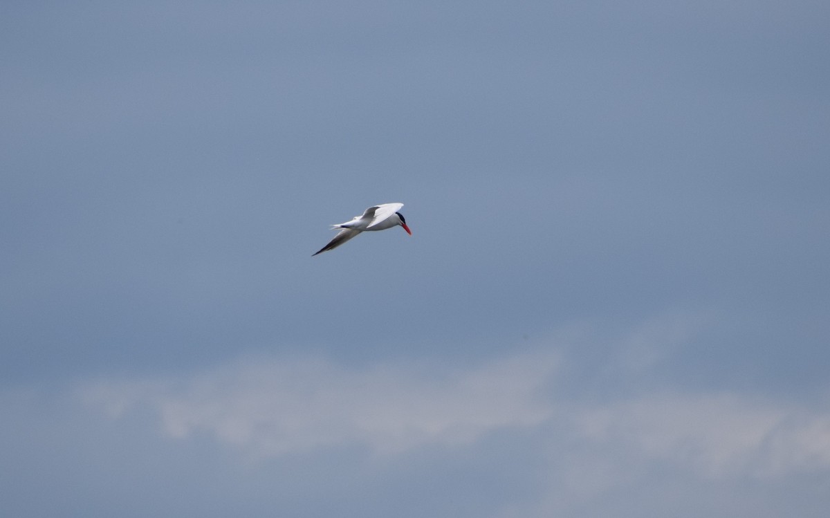 Caspian Tern - ML603536021