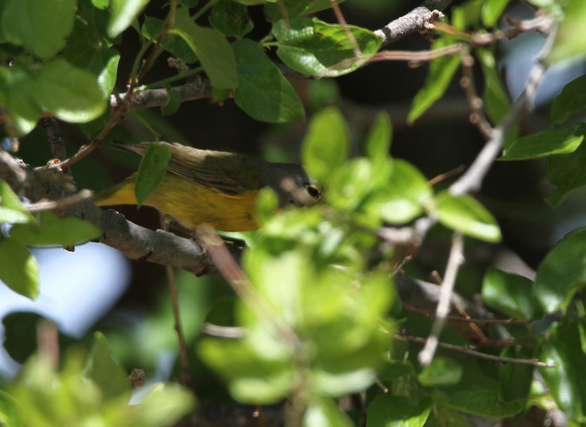 new world warbler sp. - ML603536101