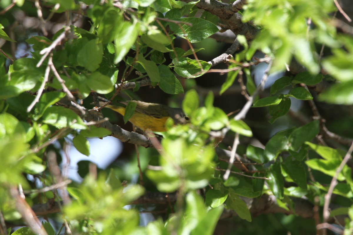 new world warbler sp. - ML603536141