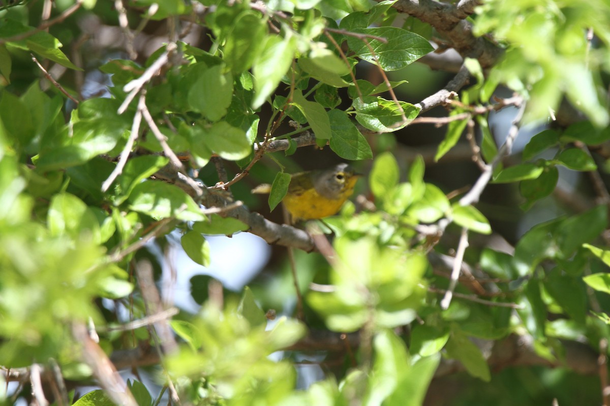 new world warbler sp. - ML603536151