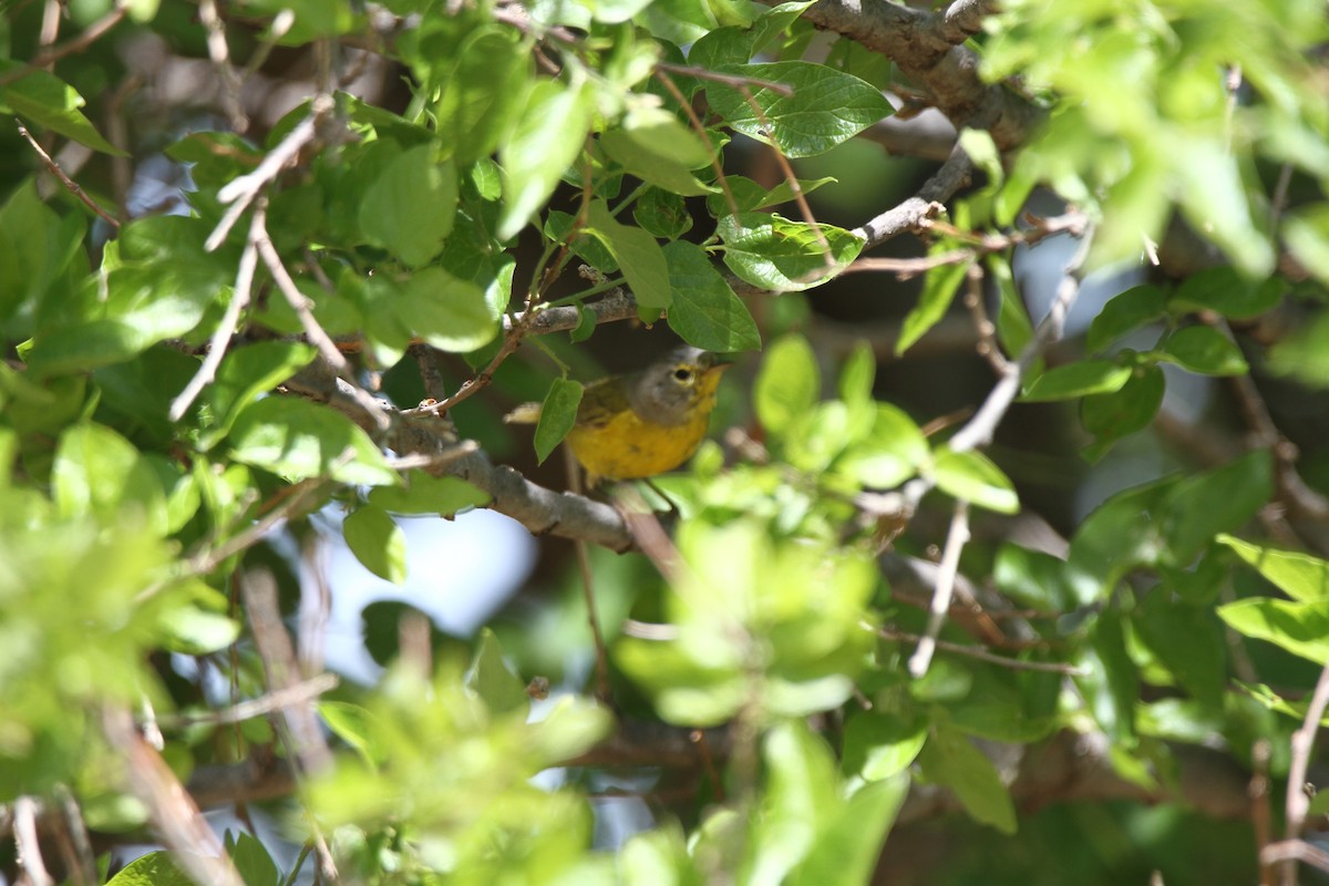 new world warbler sp. - ML603536161