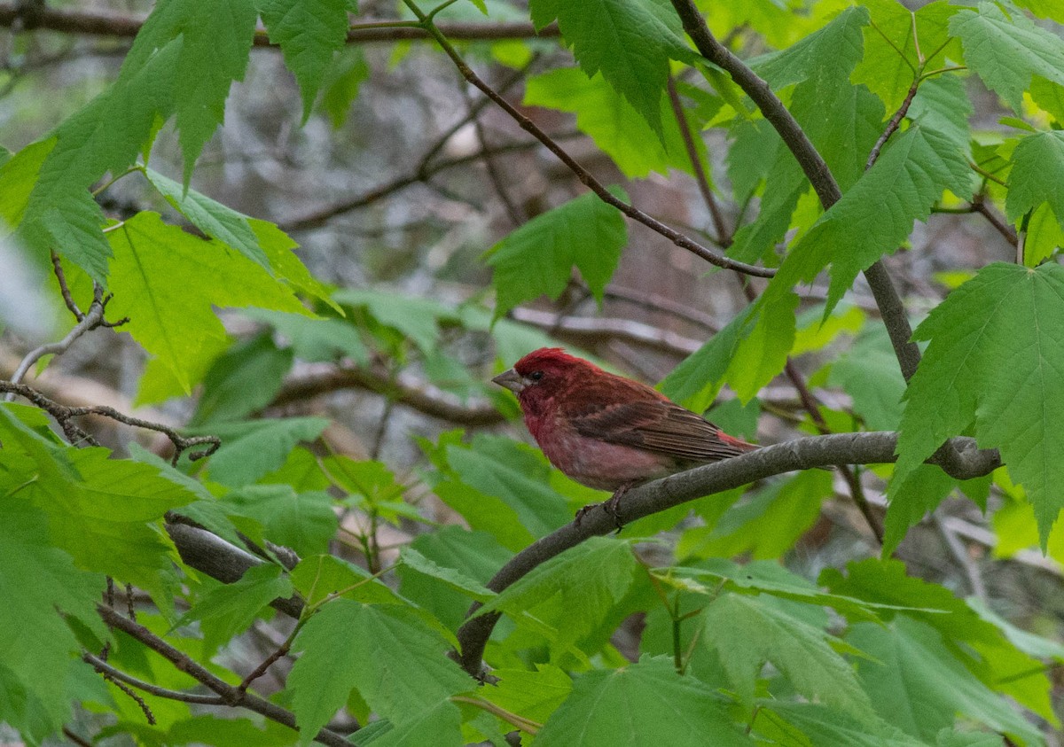 Purple Finch - Anonymous