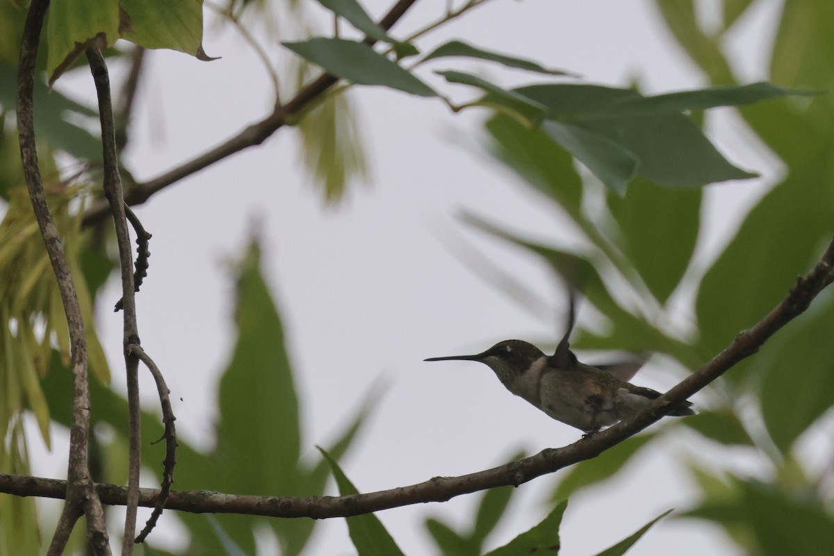 Ruby-throated Hummingbird - Tim Lenz