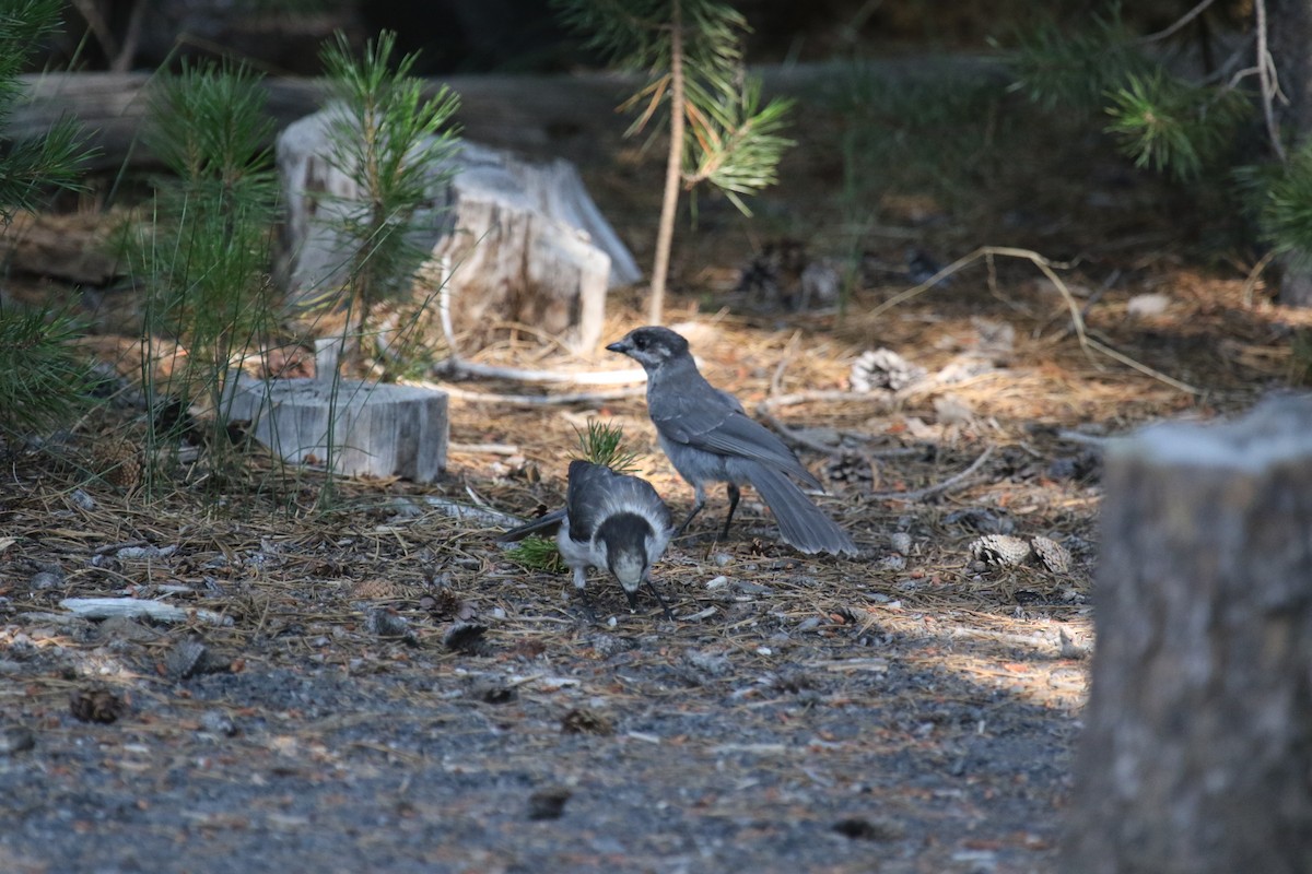 Canada Jay - ML603536891