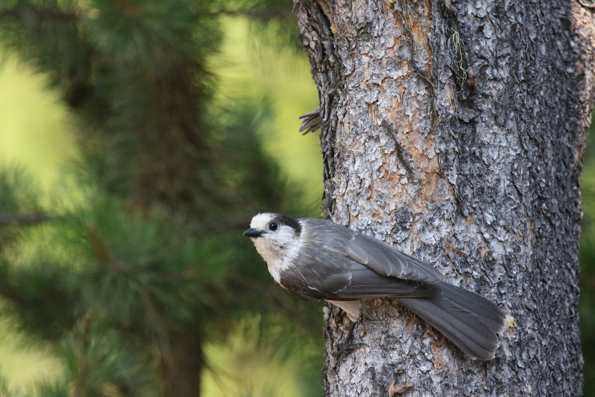 Canada Jay - ML603537011