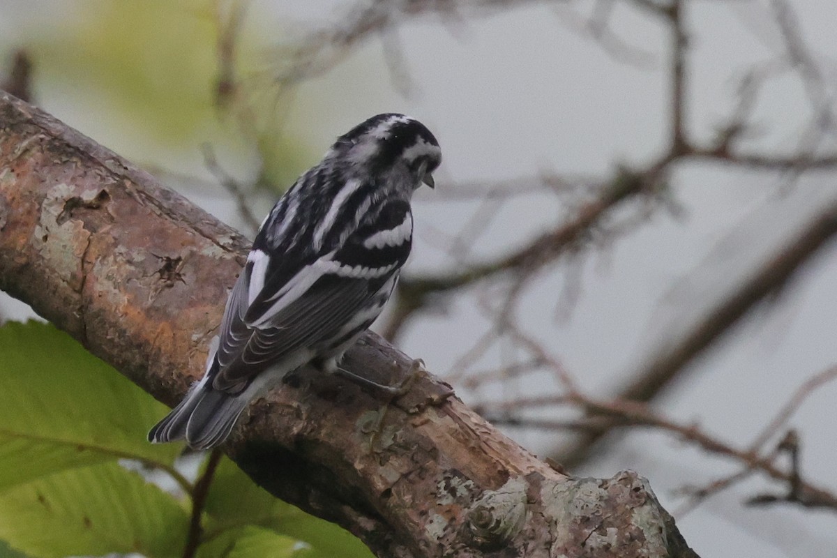 Black-and-white Warbler - Tim Lenz