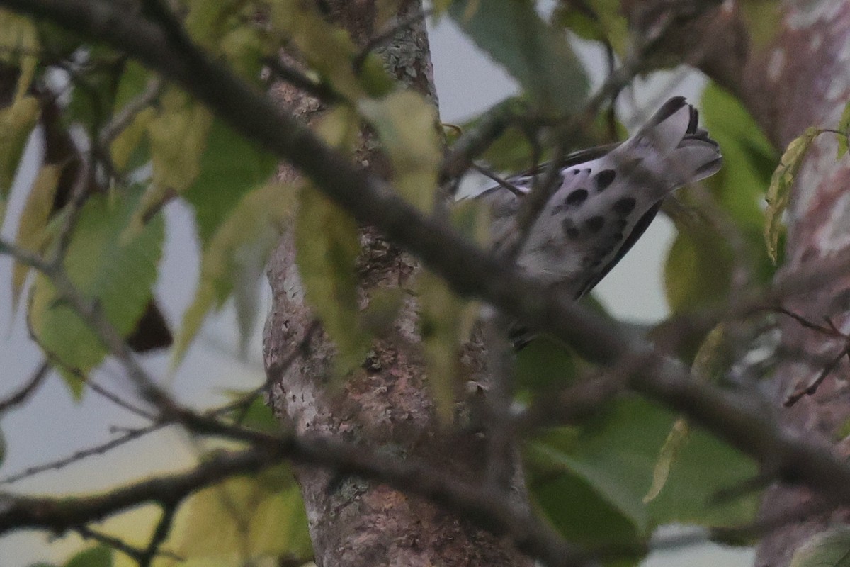 Black-and-white Warbler - ML603537701