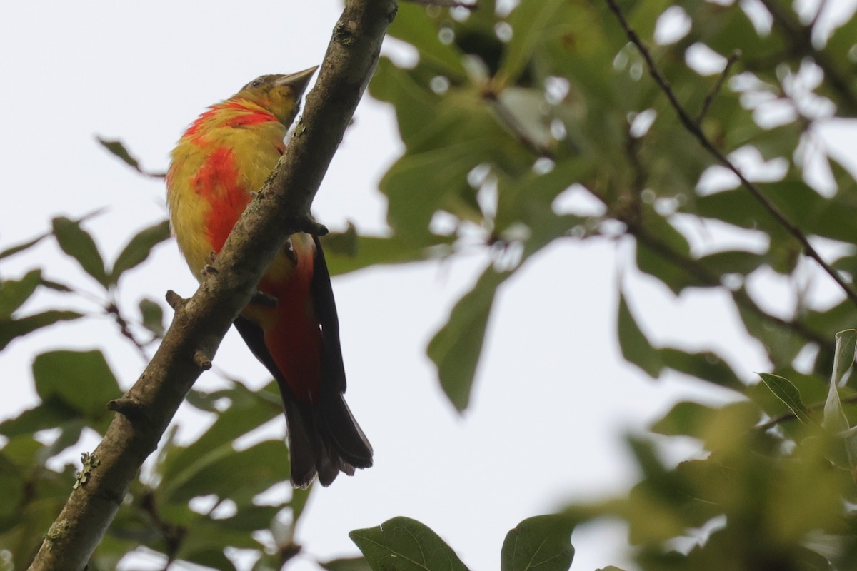 Scarlet Tanager - ML603538381