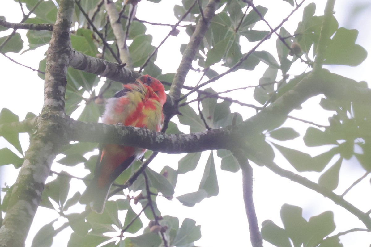 Scarlet Tanager - Tim Lenz