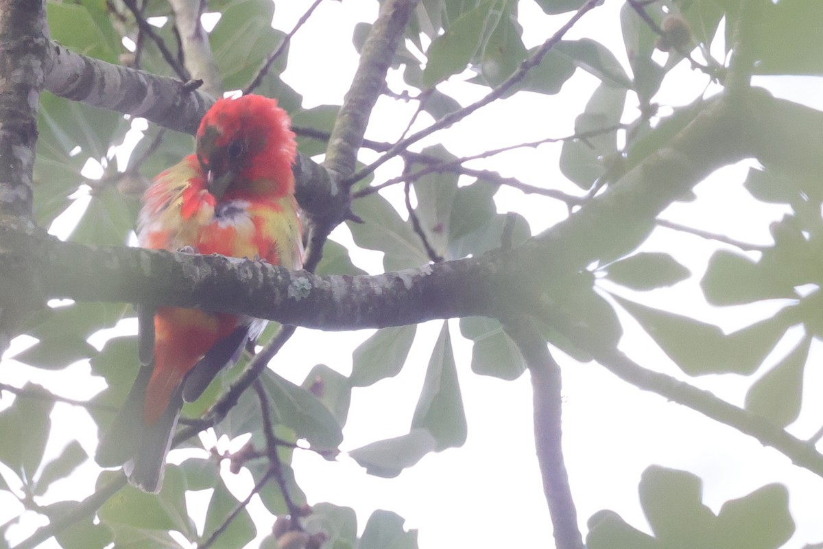 Scarlet Tanager - Tim Lenz