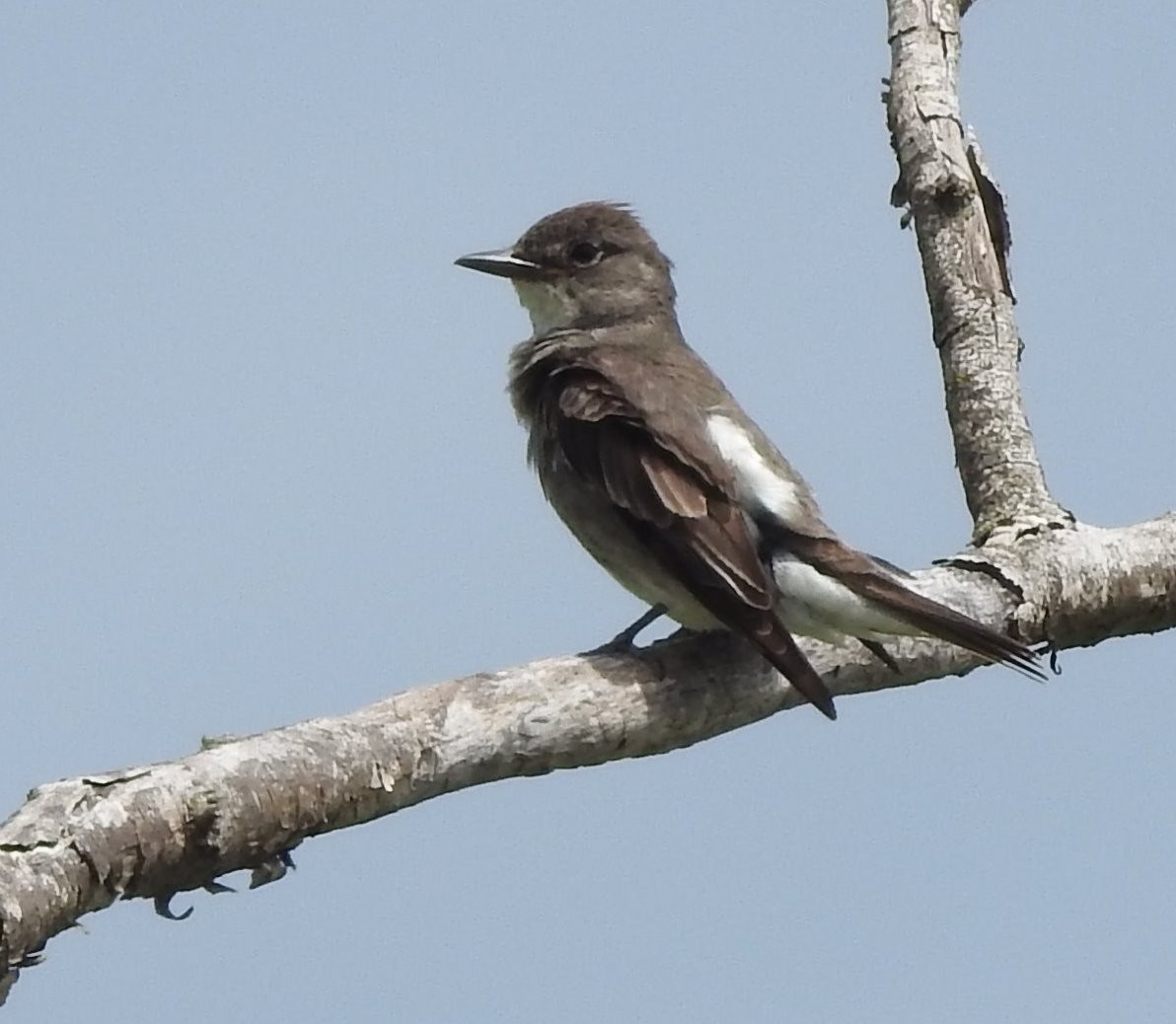 Olive-sided Flycatcher - ML603539831