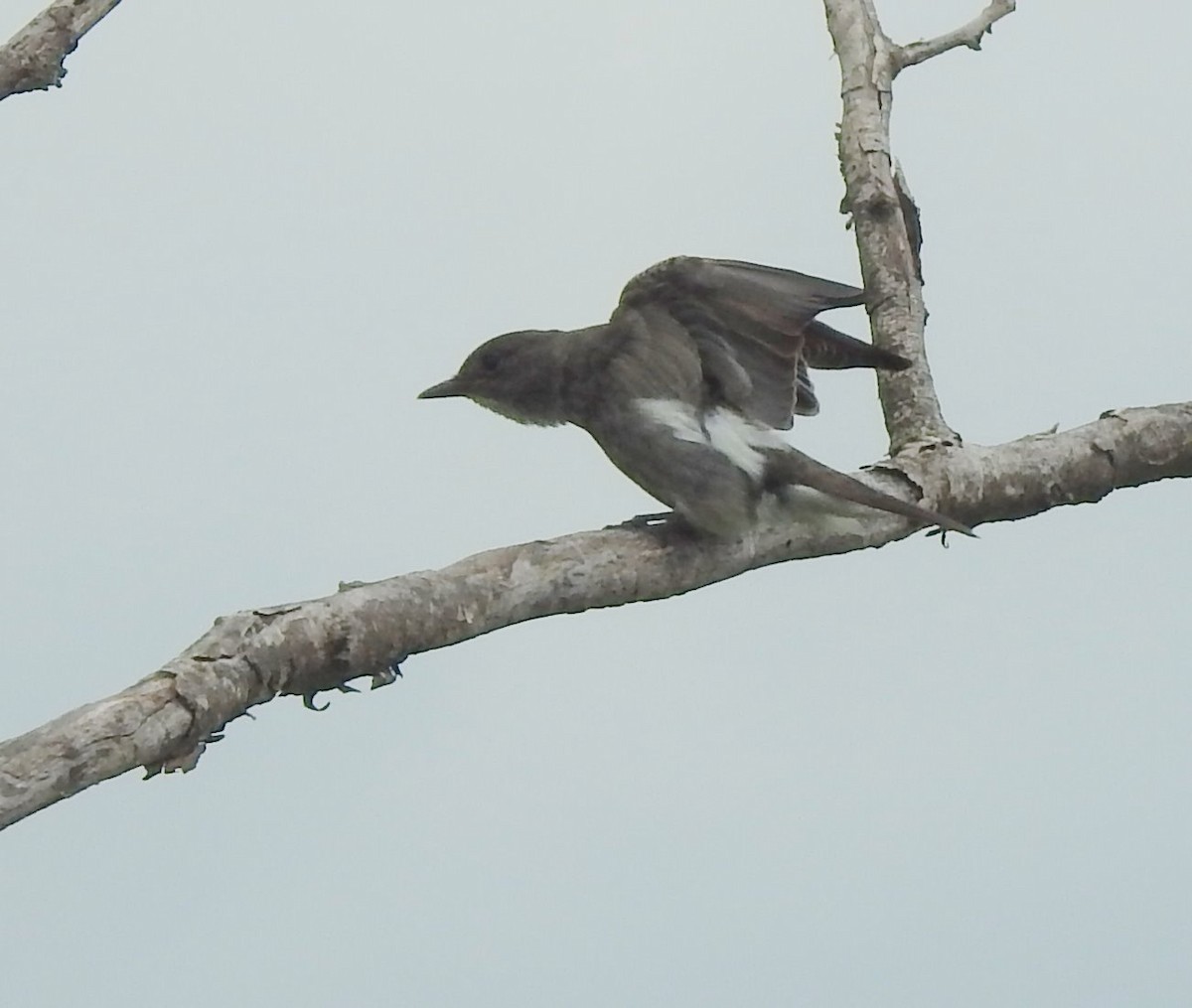 Olive-sided Flycatcher - ML603539851