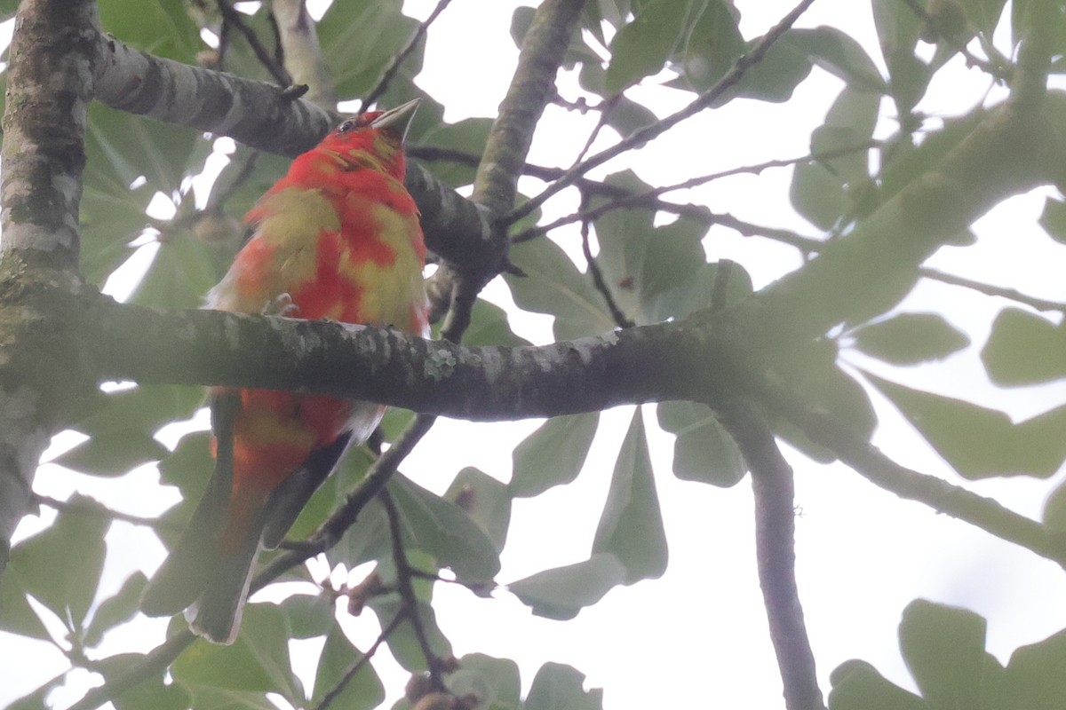 Scarlet Tanager - ML603539921