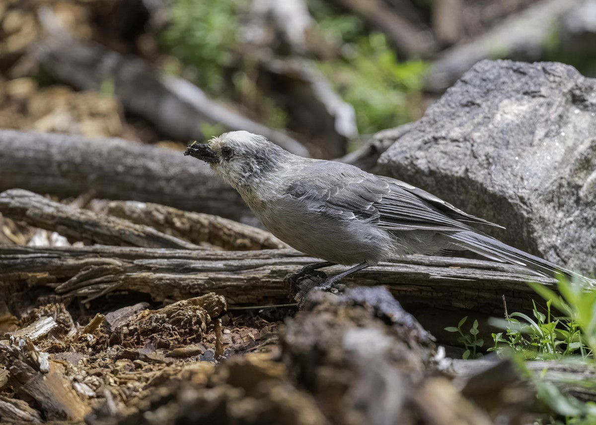 Canada Jay - Keshava Mysore