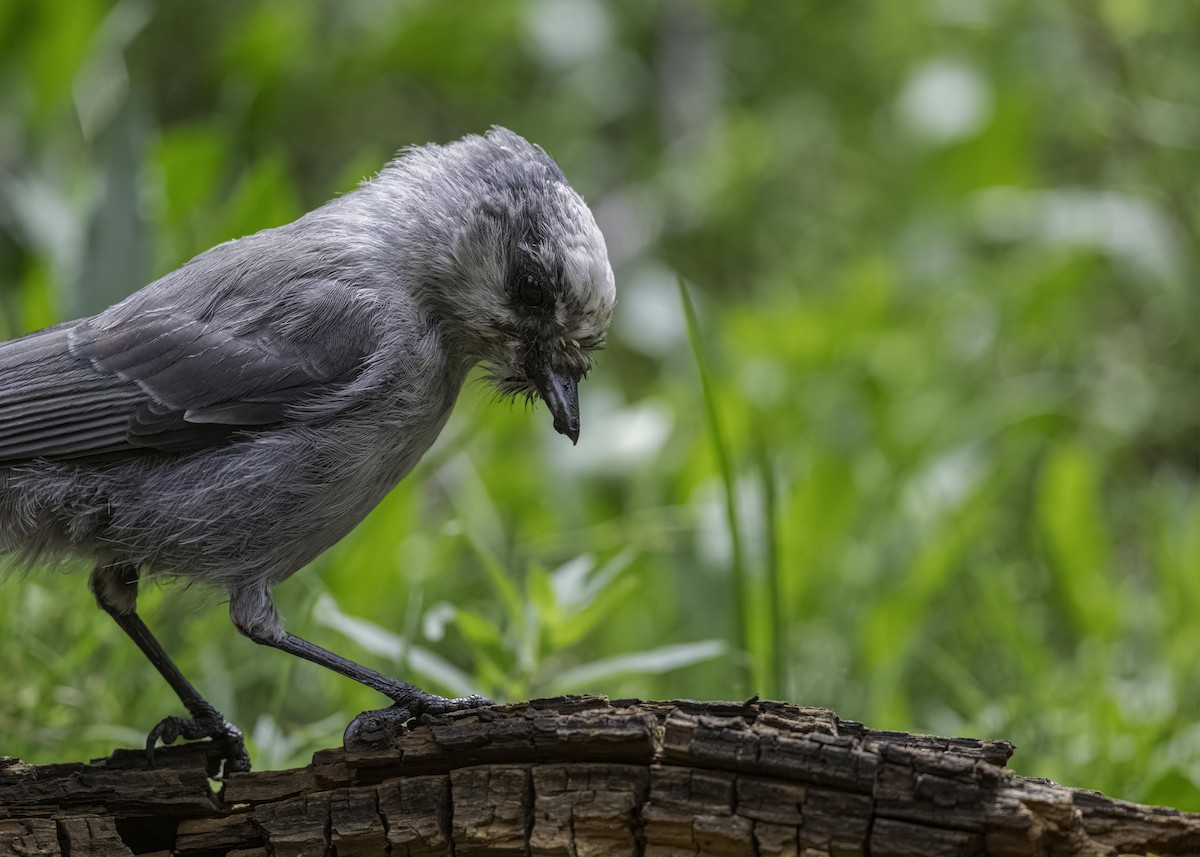 Canada Jay - Keshava Mysore