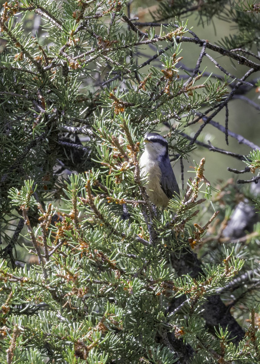 Red-breasted Nuthatch - Keshava Mysore