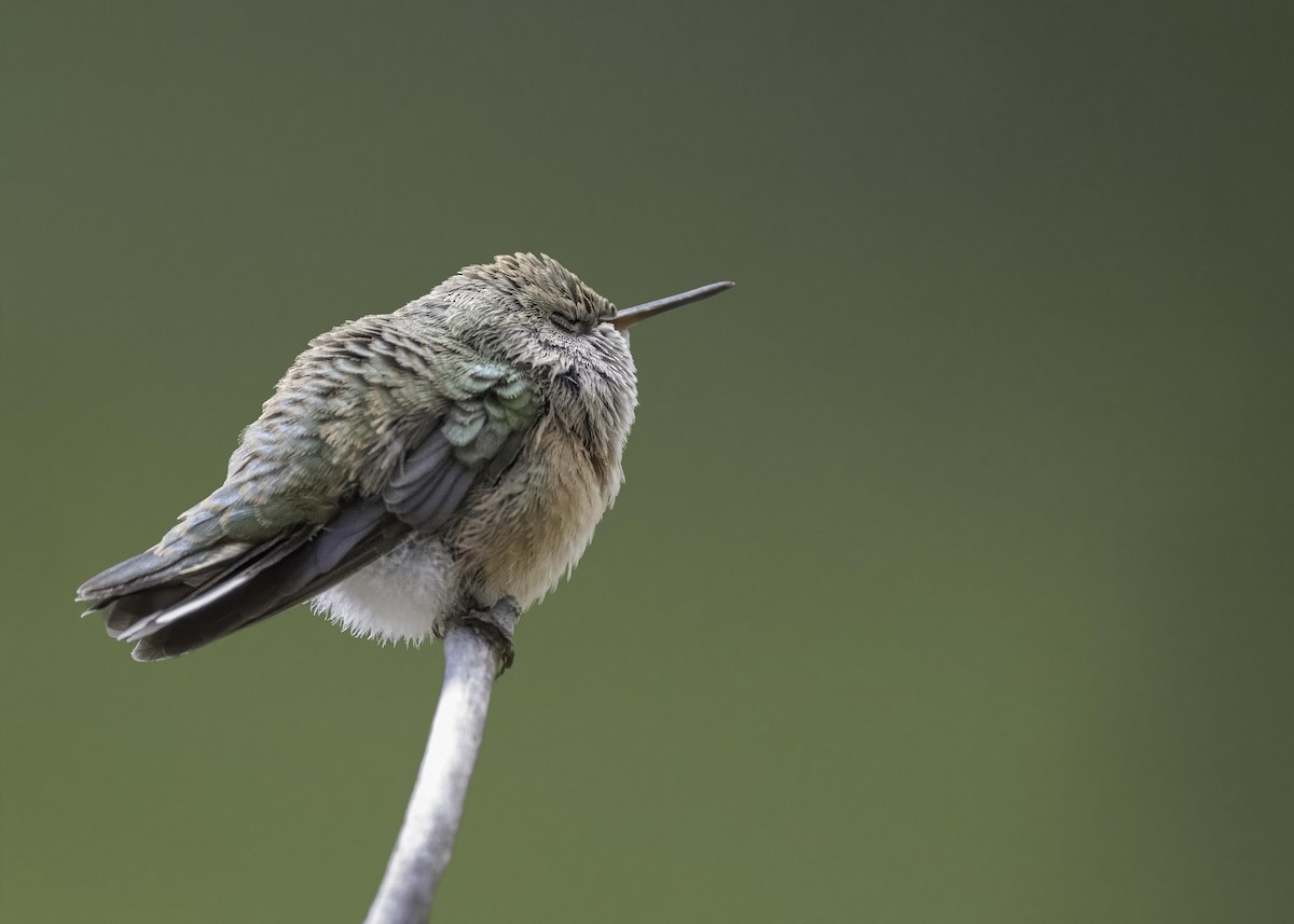 Calliope Hummingbird - Keshava Mysore