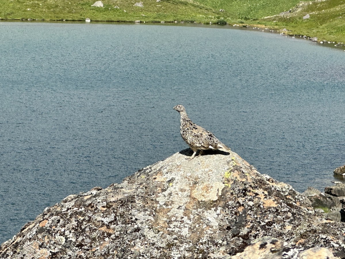 White-tailed Ptarmigan - ML603540661