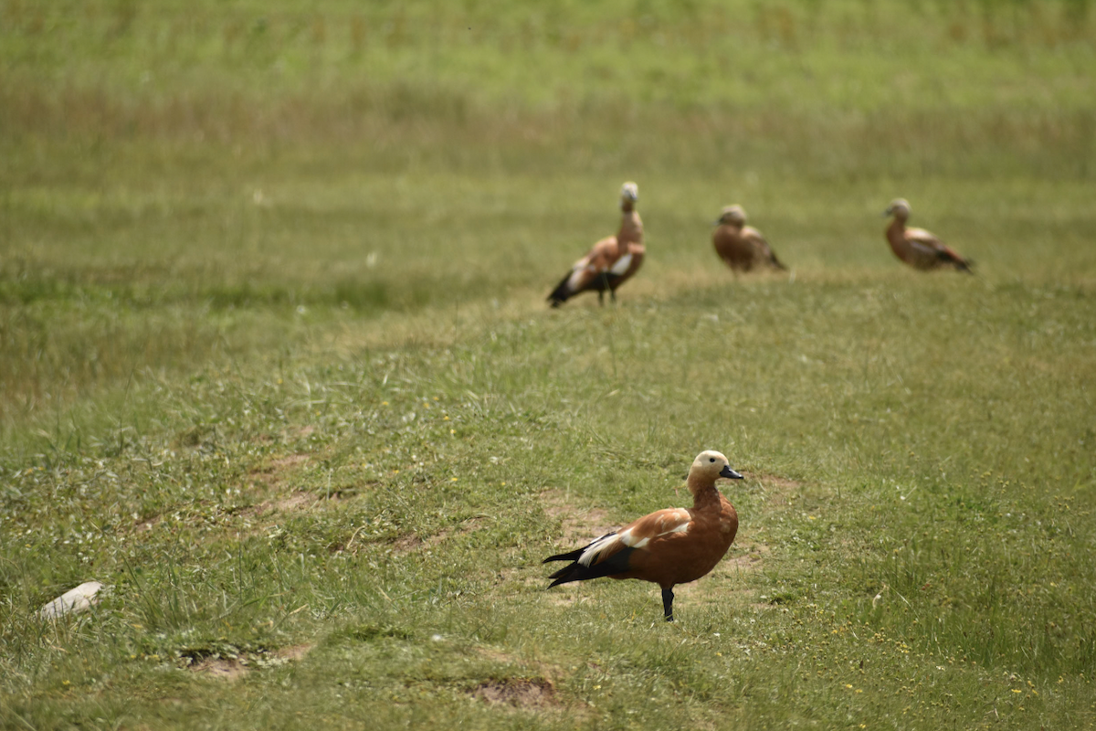 Ruddy Shelduck - ML603541031