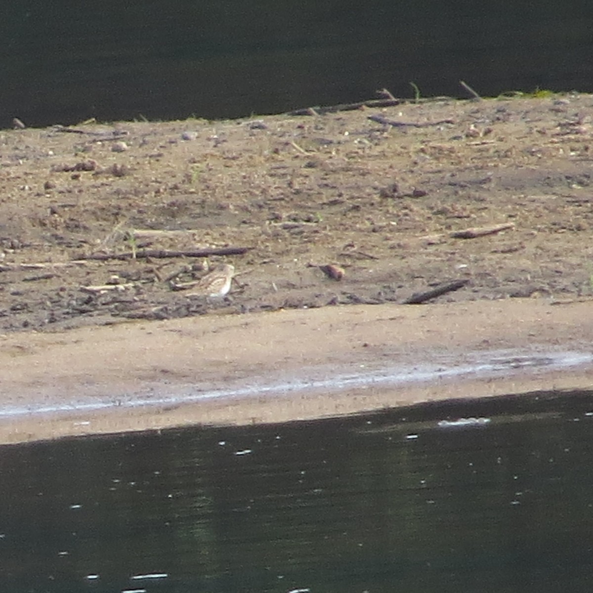 アメリカヒバリシギ - ML603541791