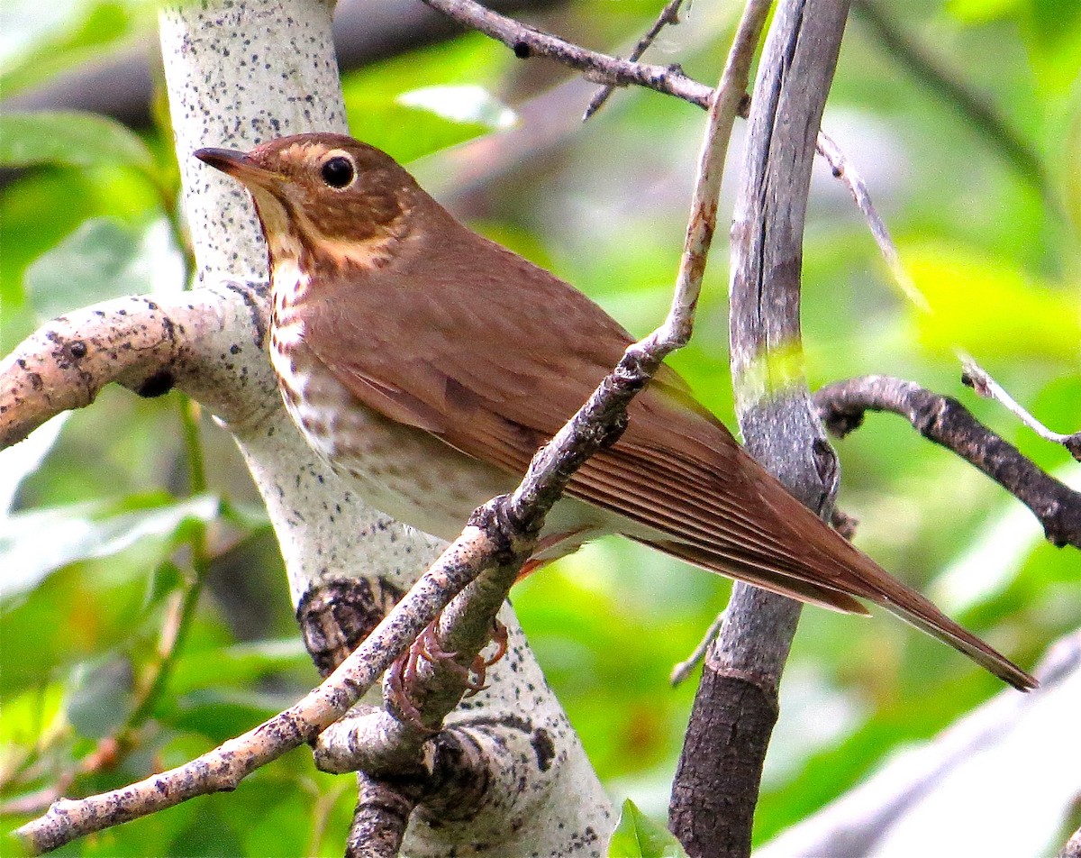 Swainson's Thrush (Russet-backed) - ML60354261