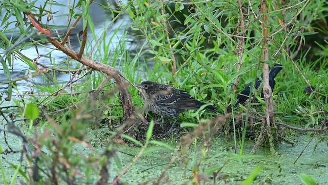 Red-winged Blackbird - ML603542701