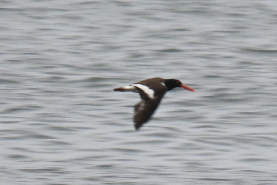 American Oystercatcher - ML603542851